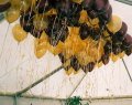 Balloons for hire